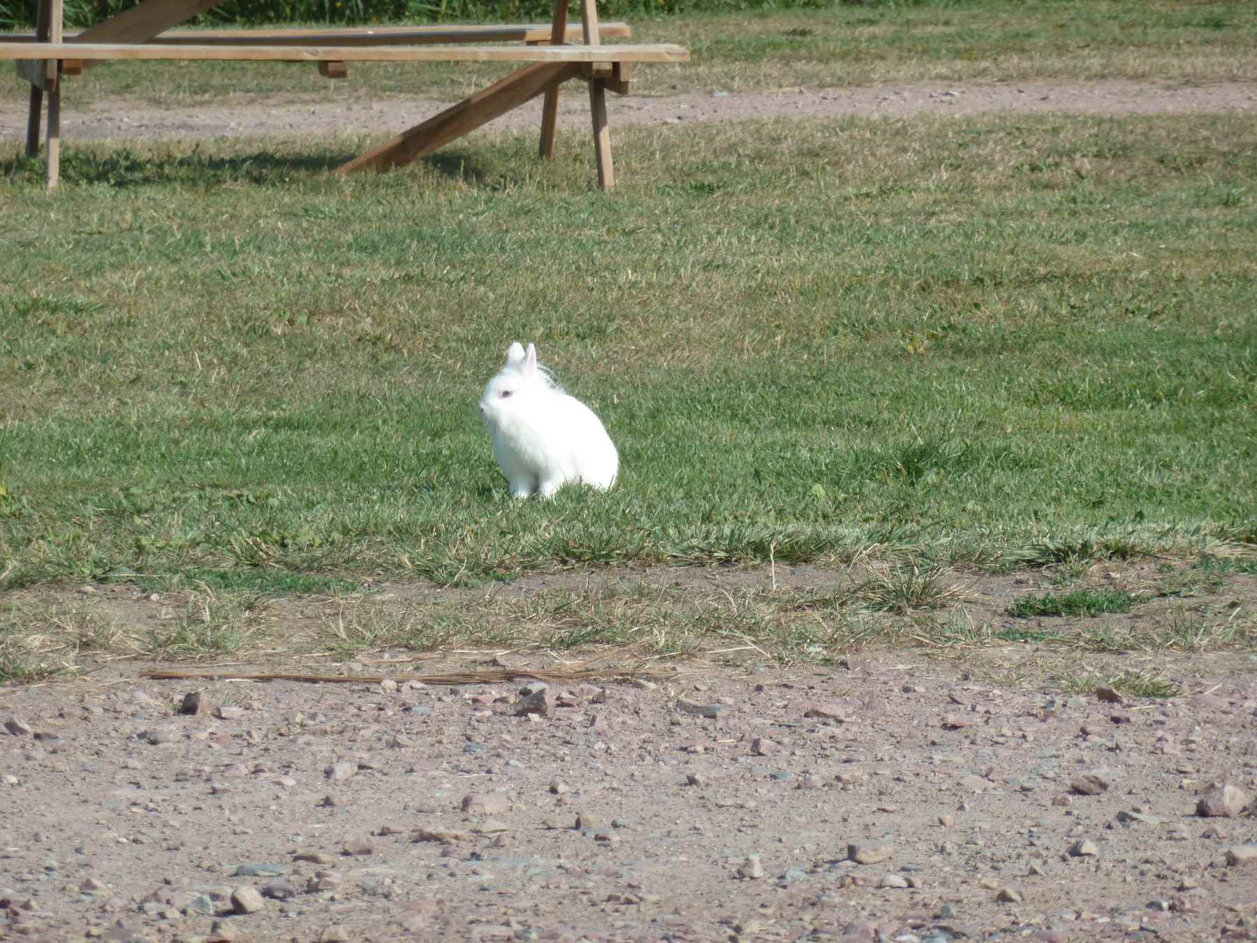 Lapin Camping Le Pont Du Hable Grandcamp Maisy Debarquement Plage Dday